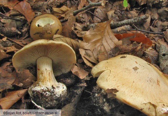 Cortinarius caesiostramineus