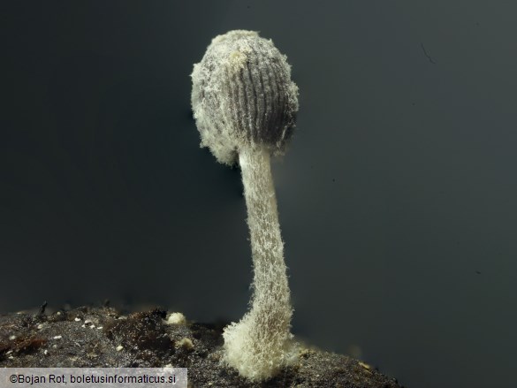 Coprinopsis filamentifera