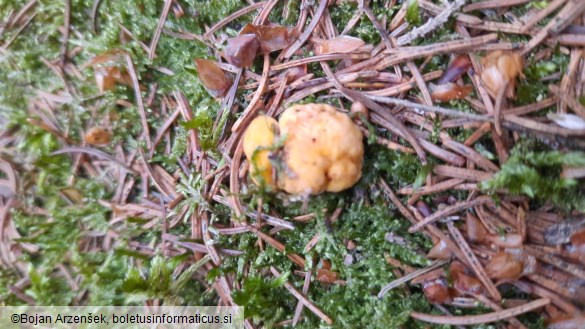 Cantharellus cibarius