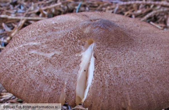 Entoloma allochroum