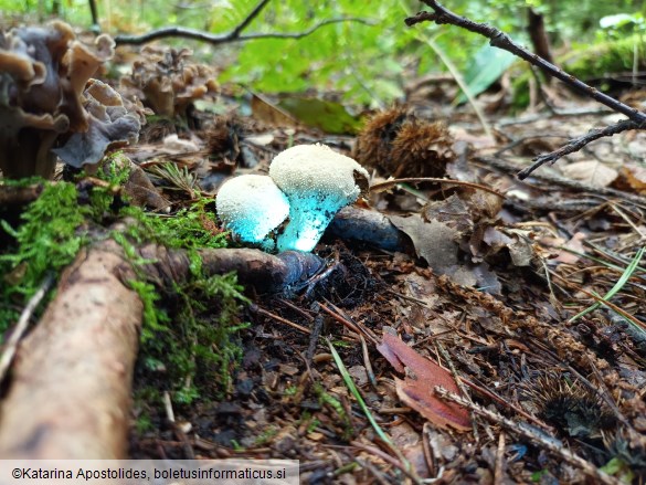 Lycoperdon perlatum