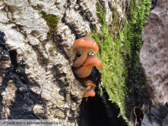 Flammulina velutipes