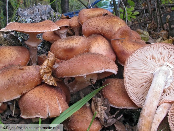 Armillaria borealis