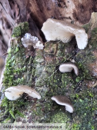 Hohenbuehelia cyphelliformis