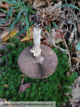 Agaricus sylvicola