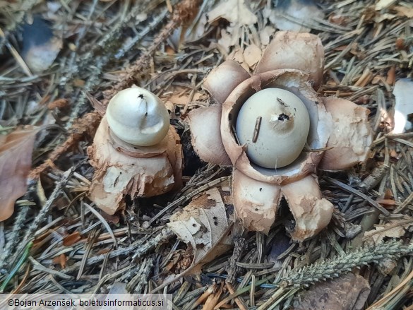 Geastrum triplex
