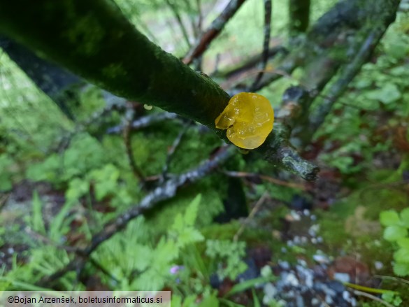 Tremella mesenterica