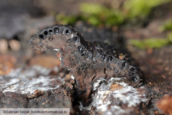 Jackrogersella minutella