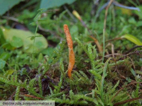 Cordyceps militaris