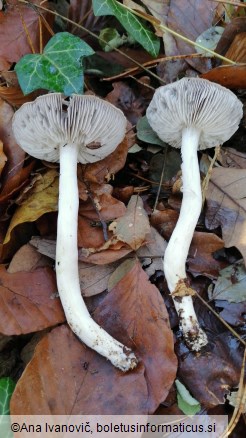 Tricholoma terreum