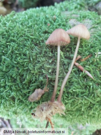 Mycena sanguinolenta