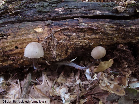 Mycena leptocephala