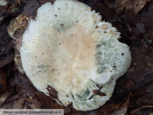 Russula virescens
