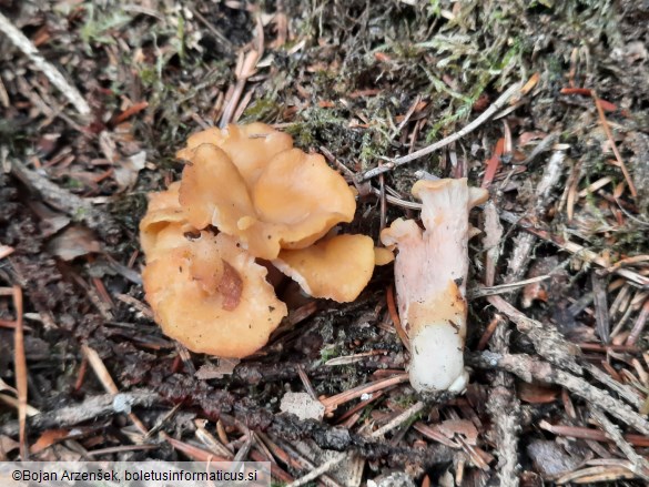 Cantharellus ianthinoxanthus