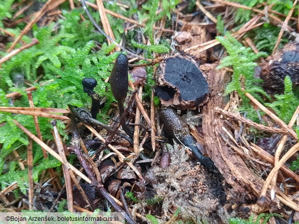 Tolypocladium ophioglossoides