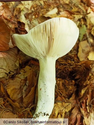 Russula cyanoxantha