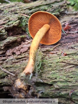 Cortinarius lignicola