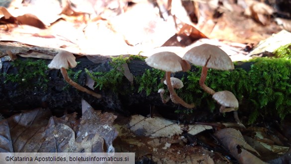 Tubaria furfuracea