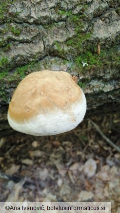 Fomes fomentarius