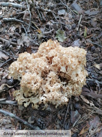 Sparassis crispa