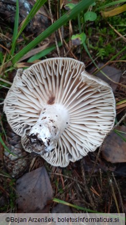 Russula nigricans