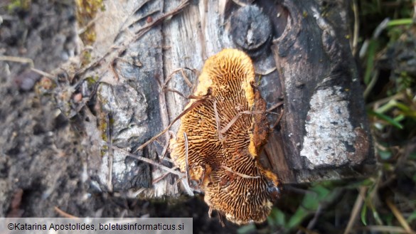 Gloeophyllum sepiarium