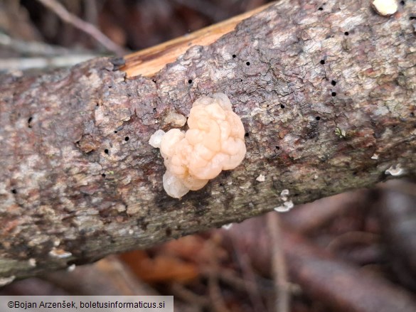 Naematelia encephala