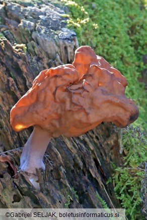 Gyromitra infula