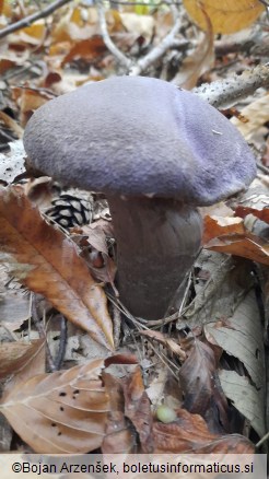 Cortinarius violaceus