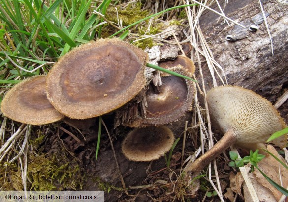 Lentinus arcularius