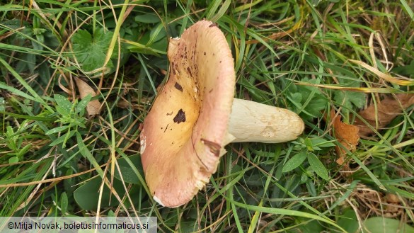 Russula faginea