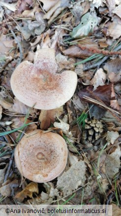 Lactarius deterrimus