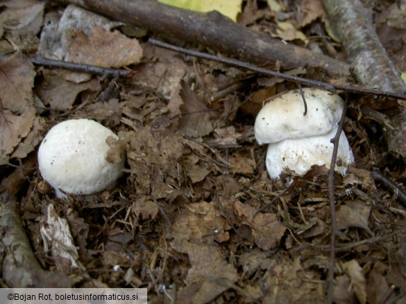 Boletus edulis