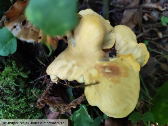 Cantharellus amethysteus
