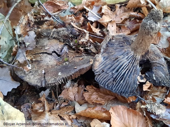 Russula nigricans