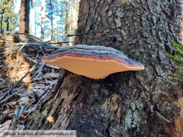 Fomitopsis pinicola