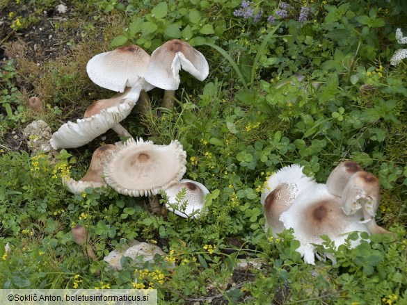 Leucoagaricus americanus