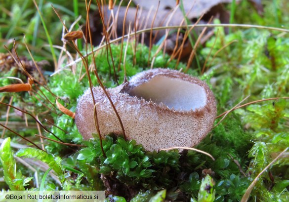 Humaria hemisphaerica