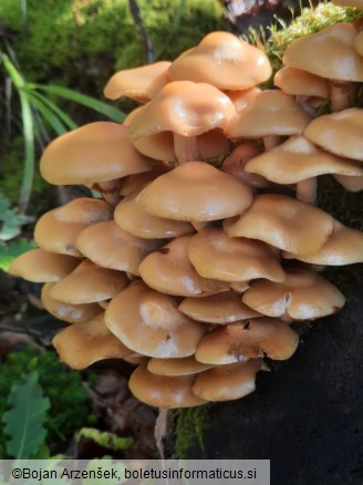 Kuehneromyces mutabilis