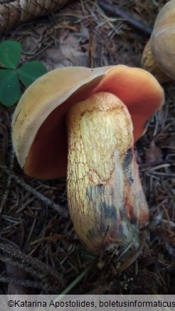 Suillellus luridus