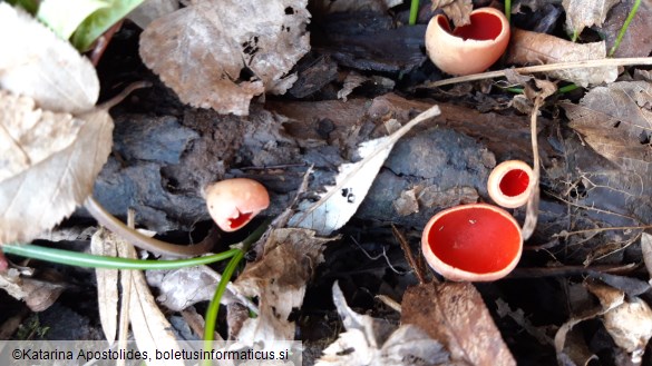 Sarcoscypha coccinea