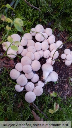 Lycoperdon perlatum