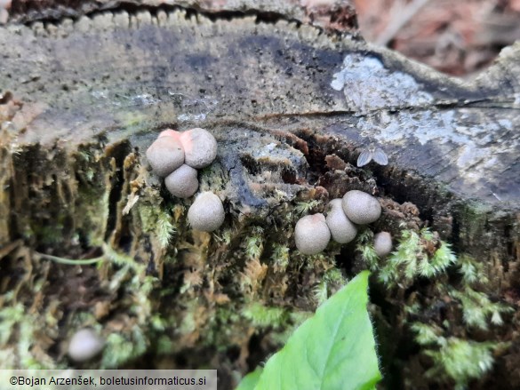 Lycogala epidendrum