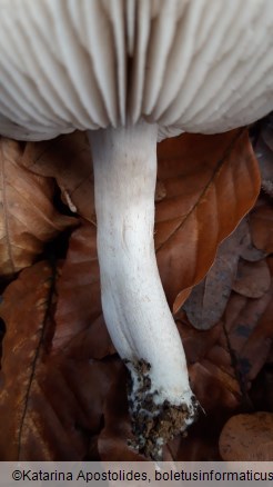 Tricholoma sciodes