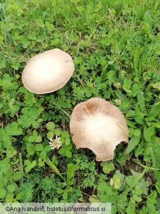 Agaricus campestris