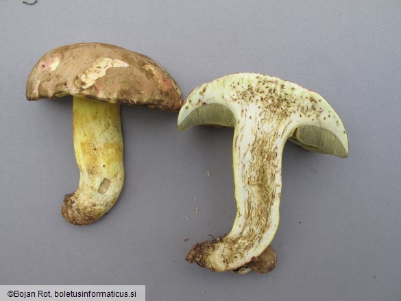 Butyriboletus roseogriseus
