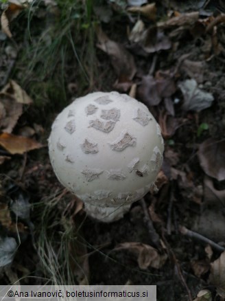 Amanita strobiliformis