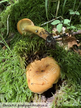 Lactifluus volemus