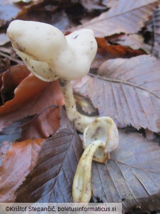 Helvella elastica