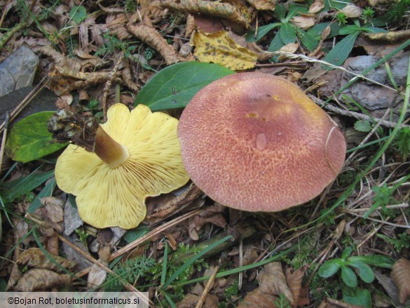 Tricholomopsis rutilans